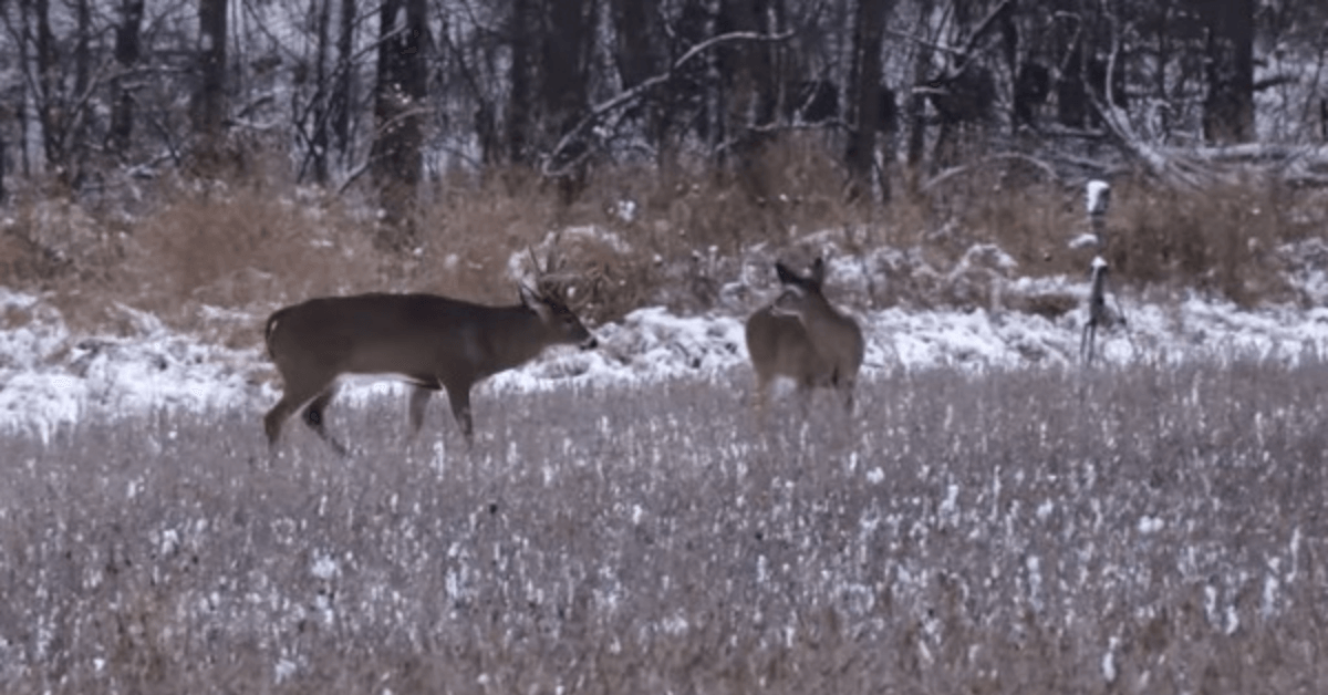 Featured Image for Refining Late-Season Deer Hunting Tactics